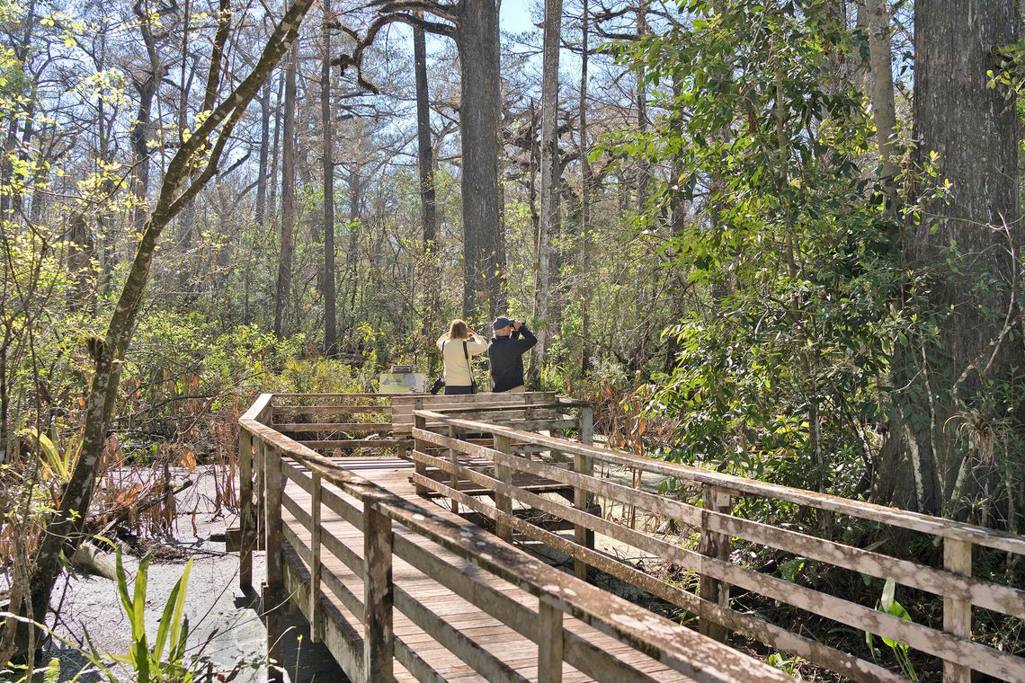 Hiking Trails Across Southwest Florida Offer Easy Escapes into Nature Hiking Trails Across Southwest Florida Offer Easy Escapes into Nature