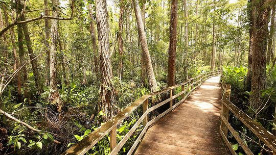 Audubon Corkscrew Swamp Sanctuary