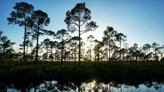 Estero Bay Preserve State Park