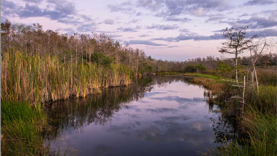 Fakahatchee Strand Preserve State Park