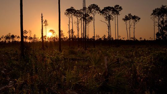 Picayune Strand State Forest