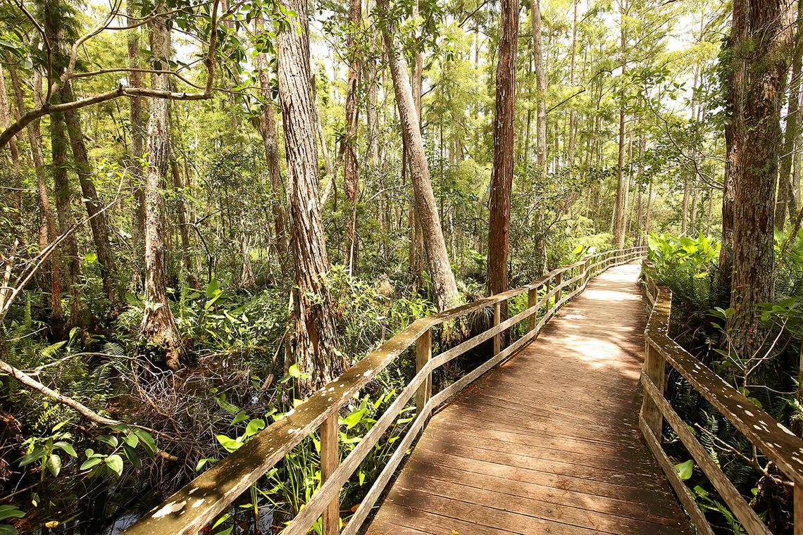 Audubon Corkscrew Swamp Sanctuary