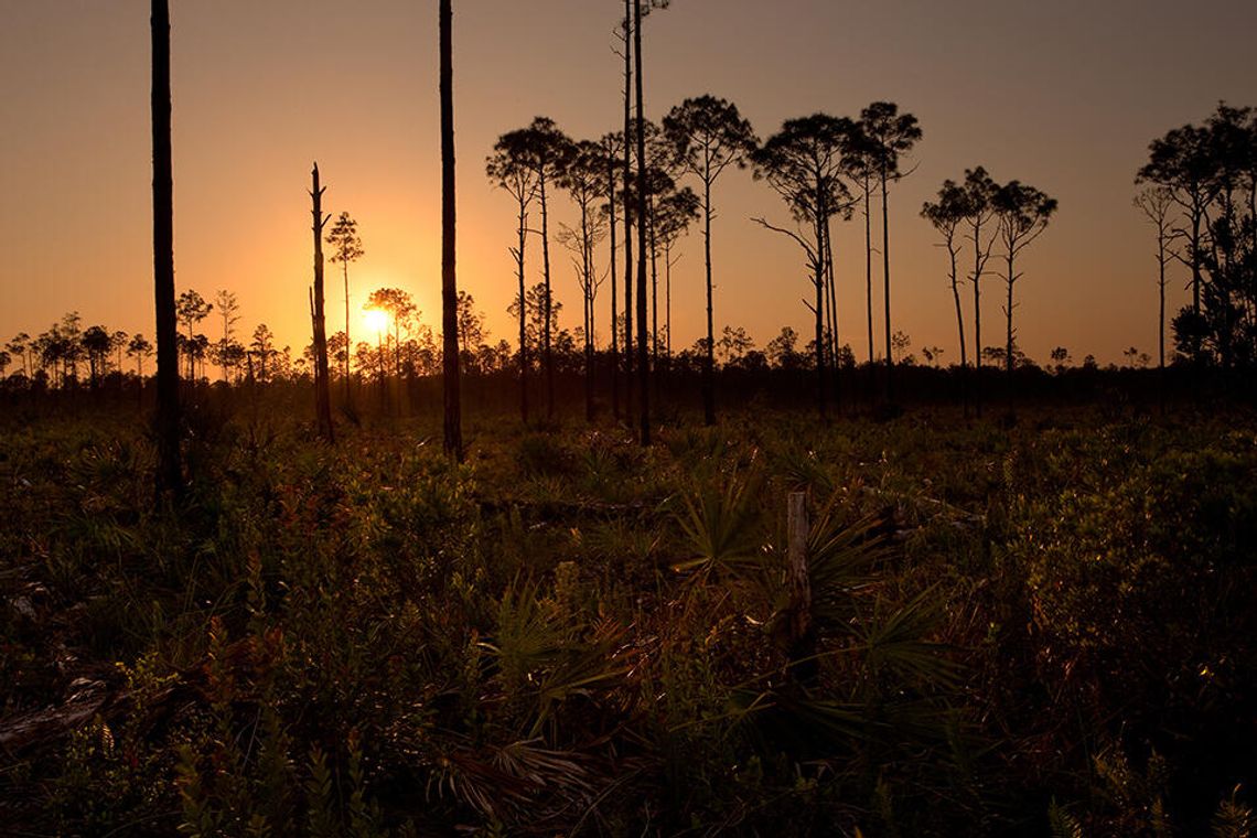 Picayune Strand State Forest