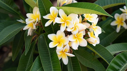 Naples Flower Show