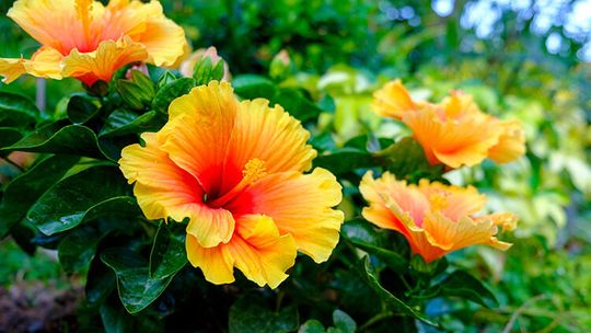 Punta Gorda Hibiscus Festival