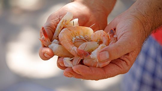 Shrimp Festival