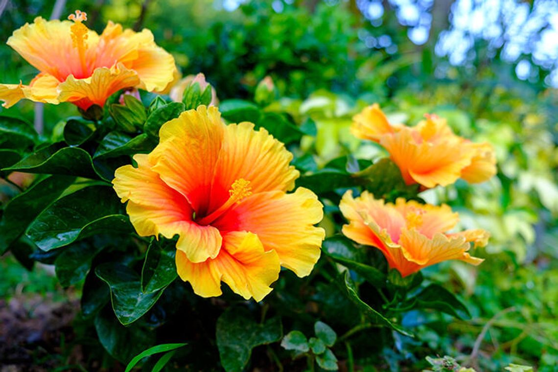 Hibiscus Festival of Punta Gorda