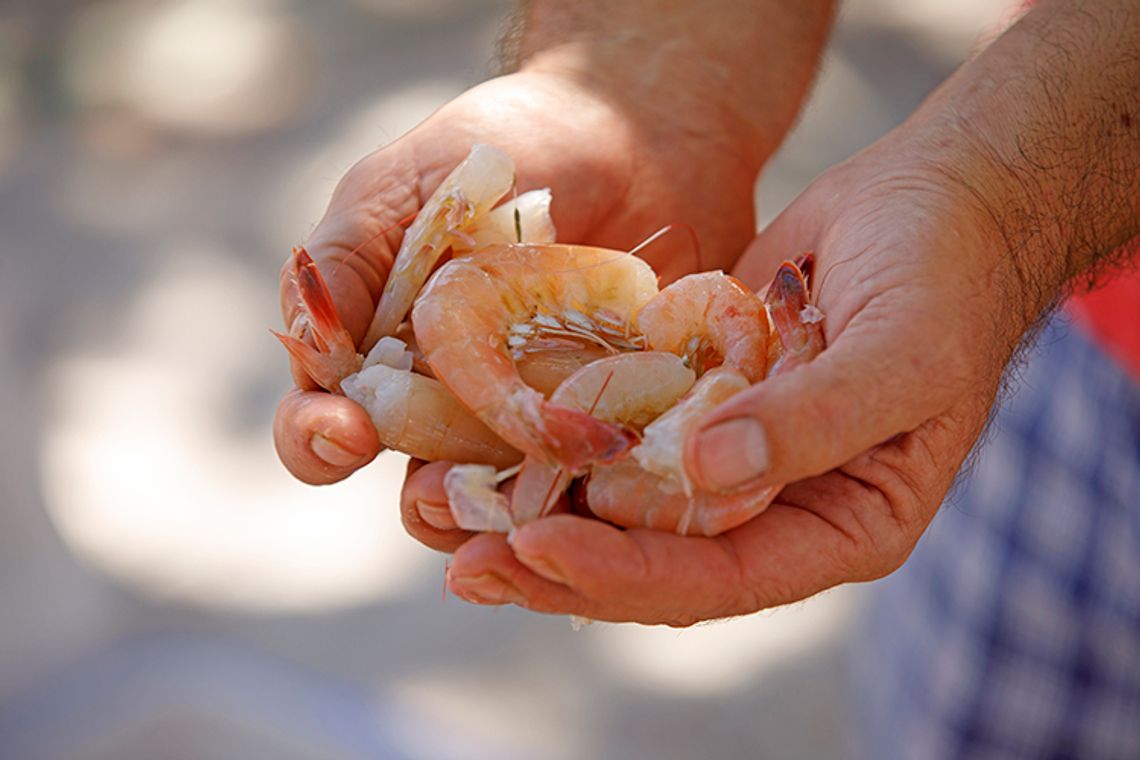 Shrimp Festival