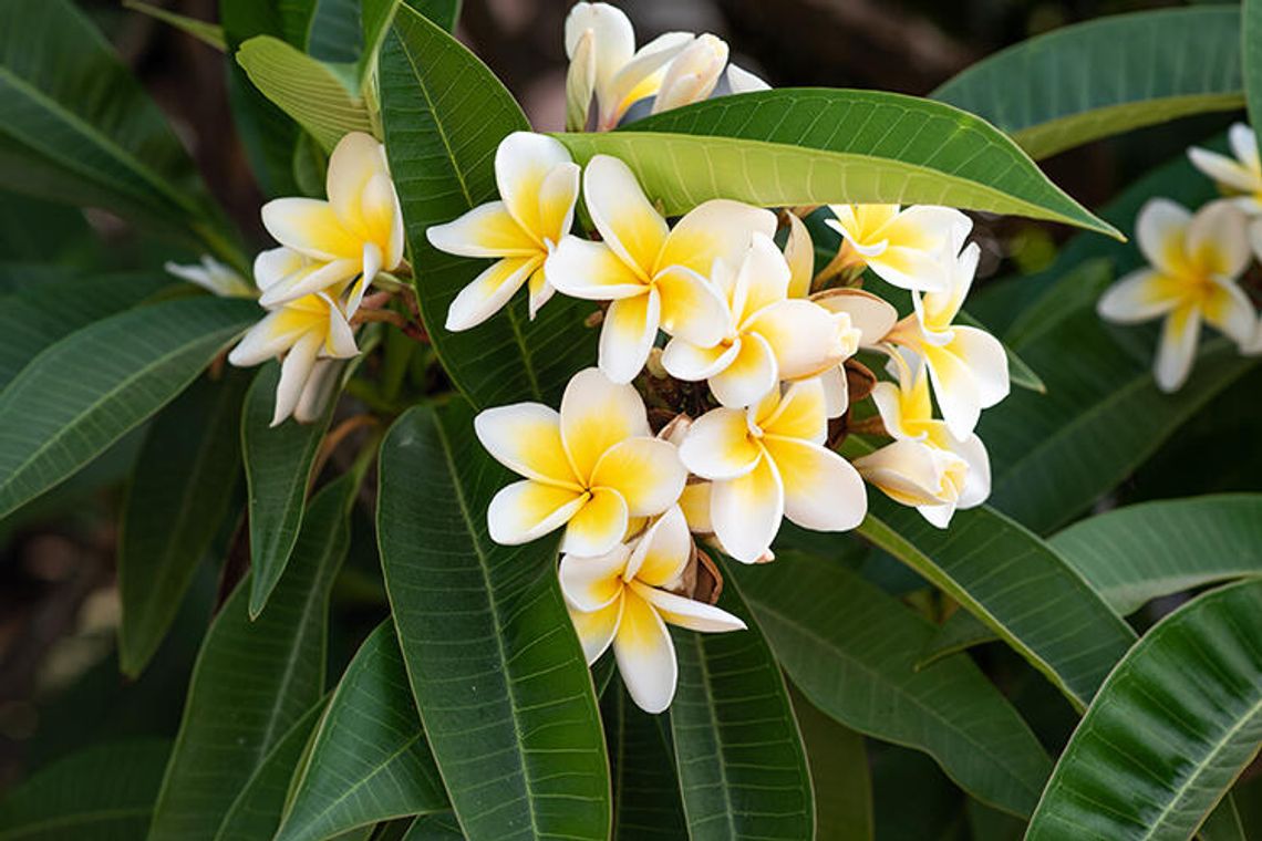 The Naples Flower Show & Garden Market The Naples Flower Show & Garden Market